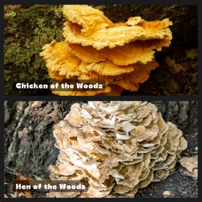  The Hen of the Woods: Un conte italien captivant du XVIe siècle explorant les thèmes de la ruse et de la transformation!